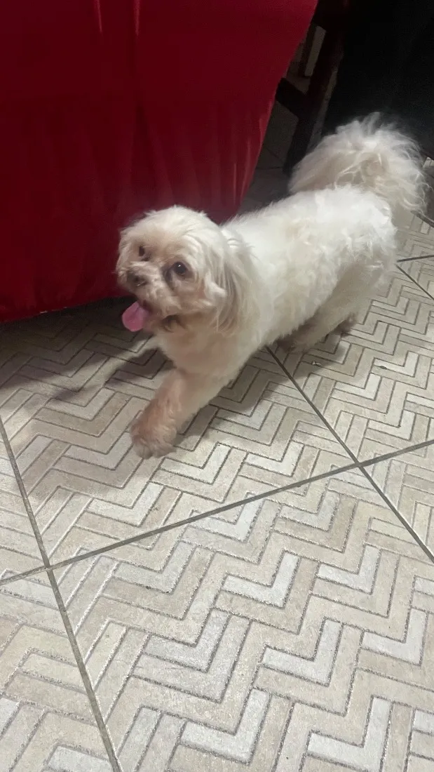 Cachorro raça Shitzu idade 2 anos nome Betoven 