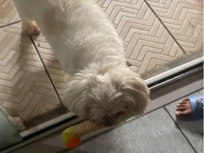 Cachorro raça Shitzu idade 2 anos nome Betoven 