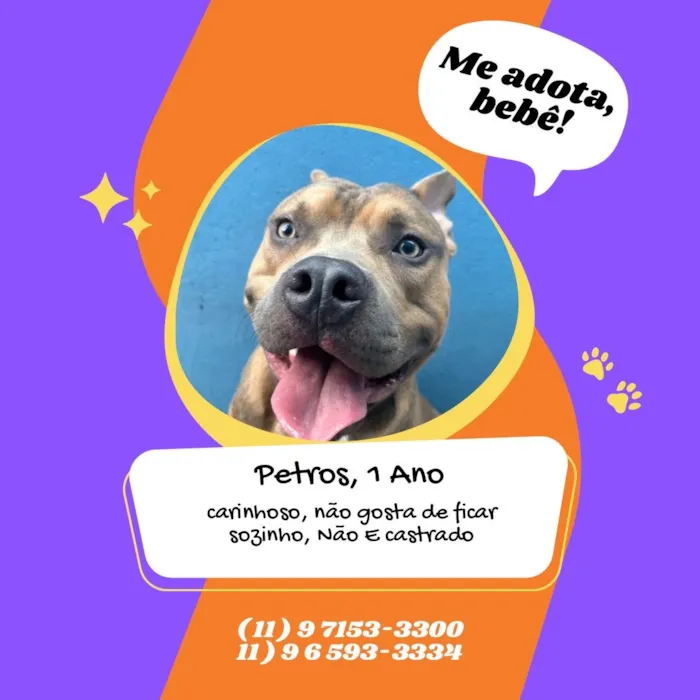 Cachorro raça SRD-ViraLata idade 1 ano nome Petros