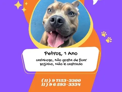 Cachorro raça SRD-ViraLata idade 1 ano nome Petros