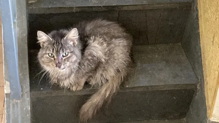 Gato raça SRD-ViraLata idade 3 anos nome Mineirinha