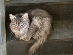 Gato raça SRD-ViraLata idade 3 anos nome Maneirinha