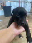 Preferi não dar nome 