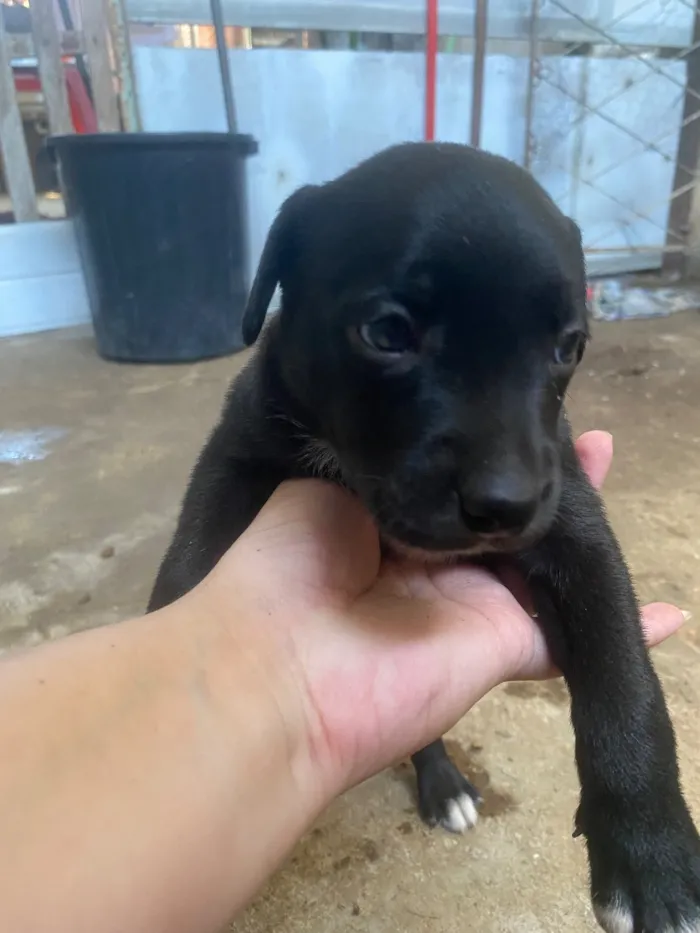 Cachorro raça SRD-ViraLata idade 2 a 6 meses nome Preferi não dar nome 