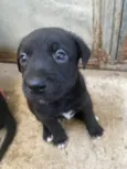 Preferi não dar nome 