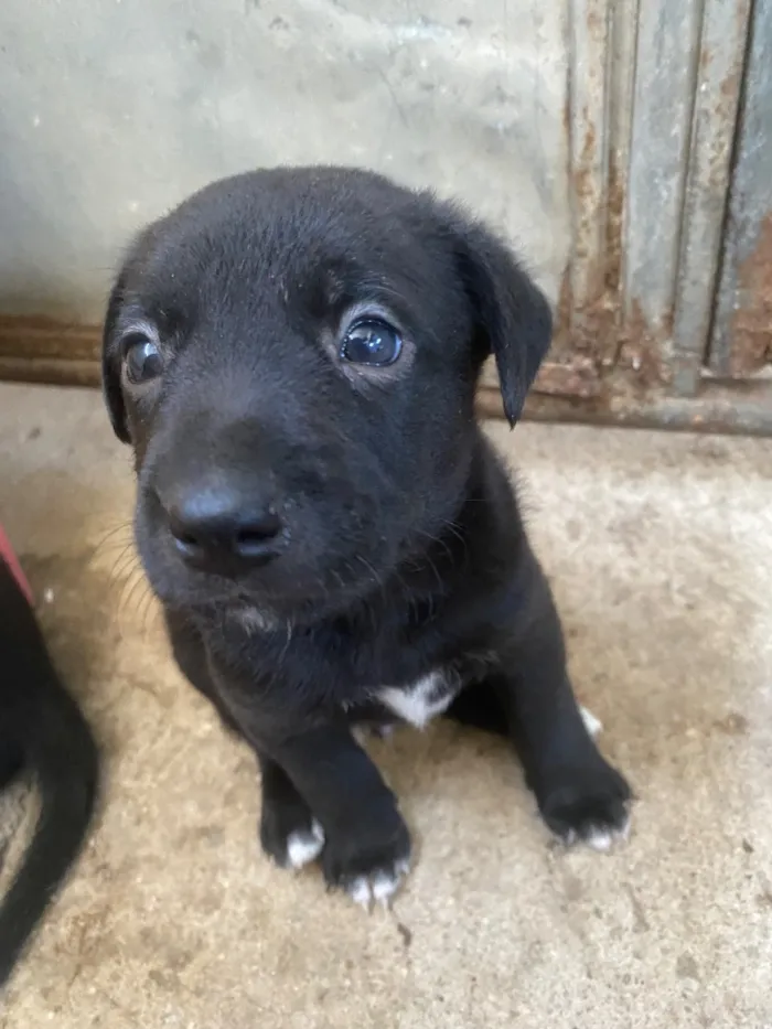 Cachorro raça SRD-ViraLata idade 2 a 6 meses nome Preferi não dar nome 