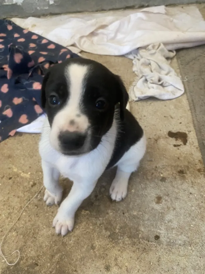 Cachorro raça SRD-ViraLata idade 2 a 6 meses nome Preferi não dar nome 