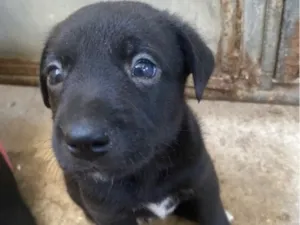 Cachorro raça SRD-ViraLata idade 2 a 6 meses nome Preferi não dar nome 
