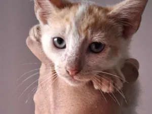 Gato raça SRD-ViraLata idade Abaixo de 2 meses nome Peter