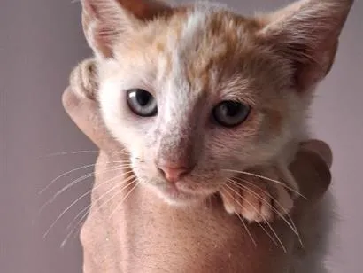 Gato raça SRD-ViraLata idade Abaixo de 2 meses nome Peter