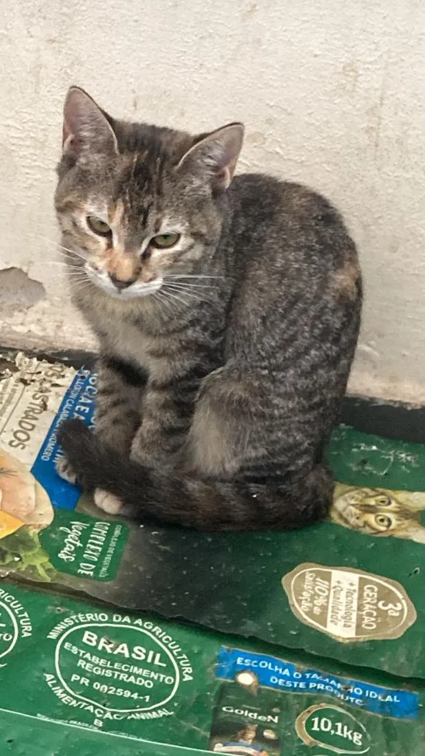 Gato raça SRD-ViraLata idade 2 a 6 meses nome Soraia