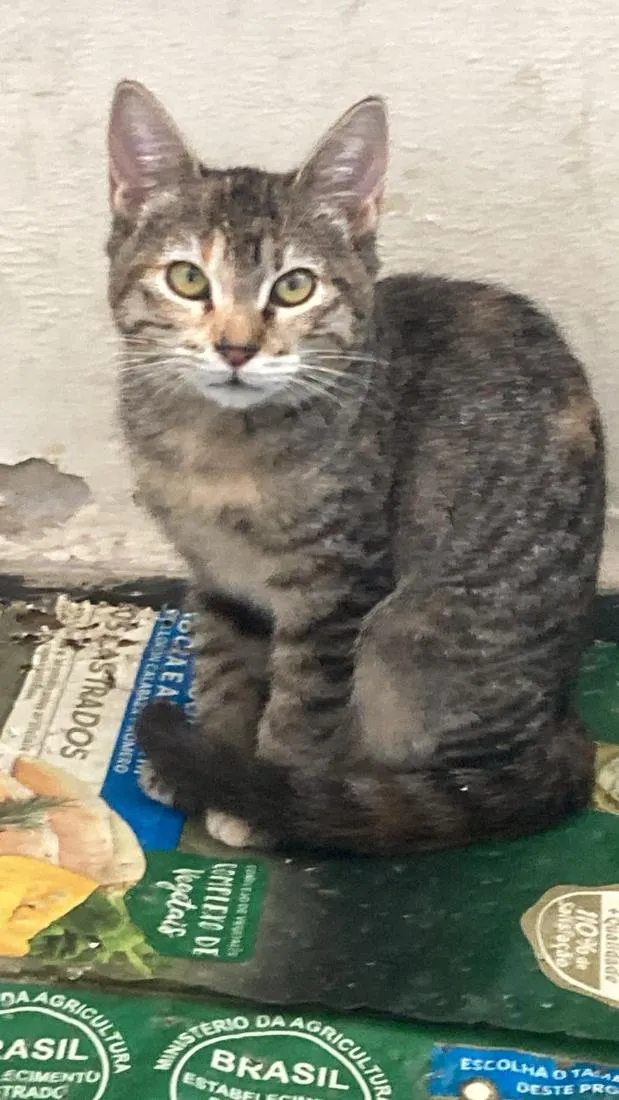 Gato raça SRD-ViraLata idade 2 a 6 meses nome Soraia