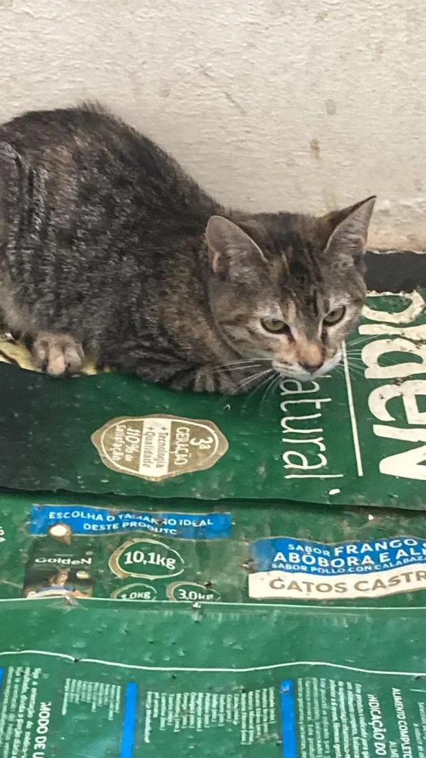 Gato raça SRD-ViraLata idade 2 a 6 meses nome Soraia
