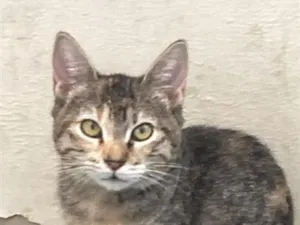 Gato raça SRD-ViraLata idade 2 a 6 meses nome Soraia