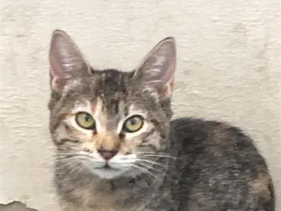 Gato raça SRD-ViraLata idade 2 a 6 meses nome Soraia