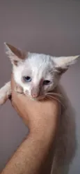 Pan