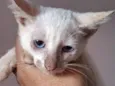Pan
