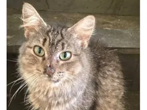 Gato raça SRD-ViraLata idade 3 anos nome Maneirinha