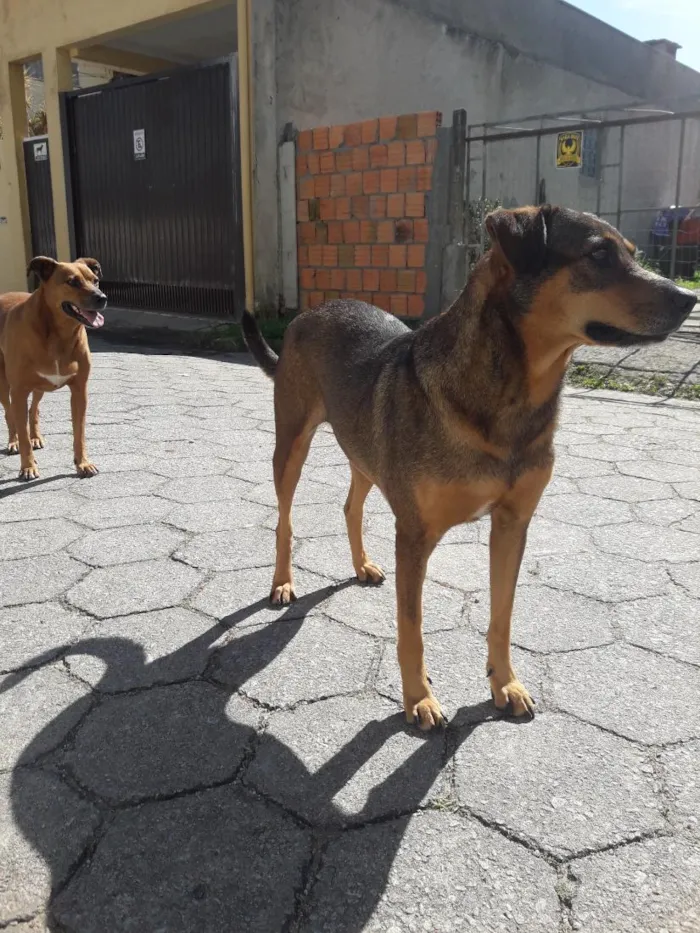 Cachorro raça SRD-ViraLata idade 2 anos nome Princesa e Chocolate