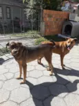 Princesa e Chocolate