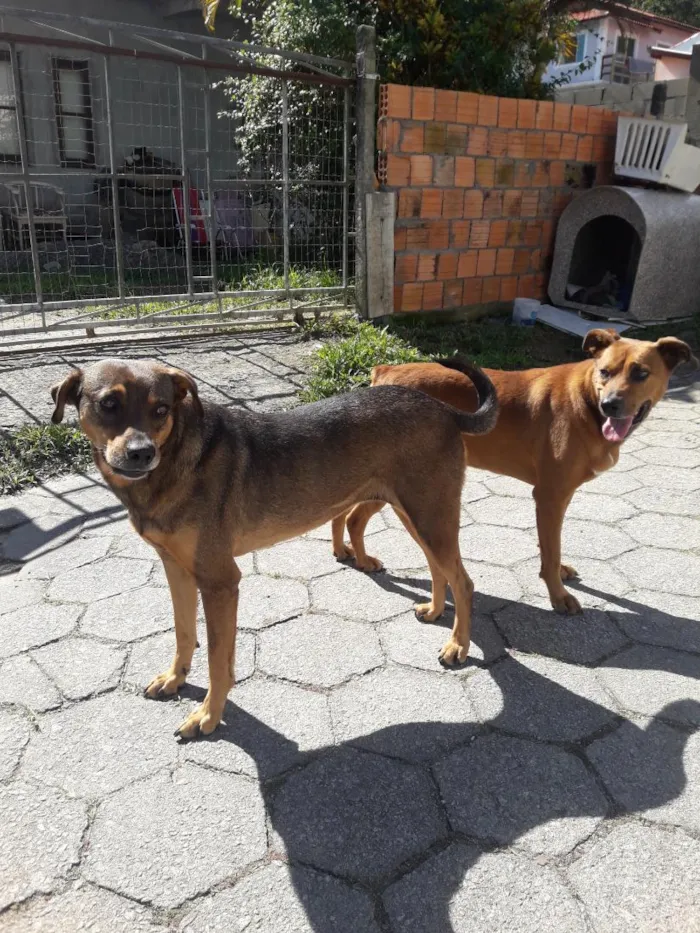 Cachorro raça SRD-ViraLata idade 2 anos nome Princesa e Chocolate