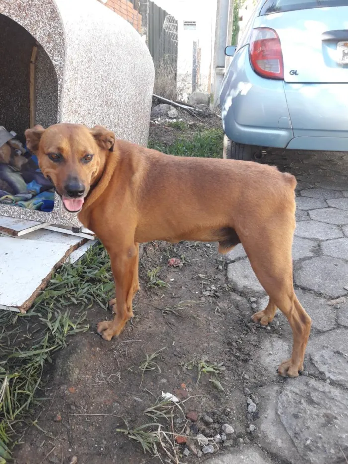 Cachorro raça SRD-ViraLata idade 2 anos nome Princesa e Chocolate
