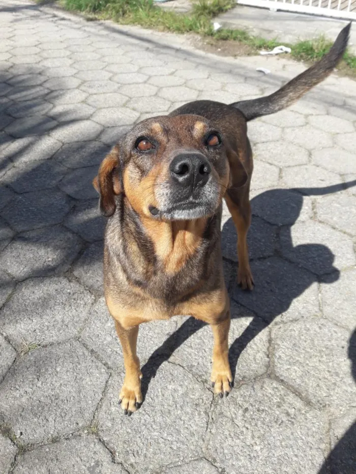 Cachorro raça SRD-ViraLata idade 2 anos nome Princesa e Chocolate