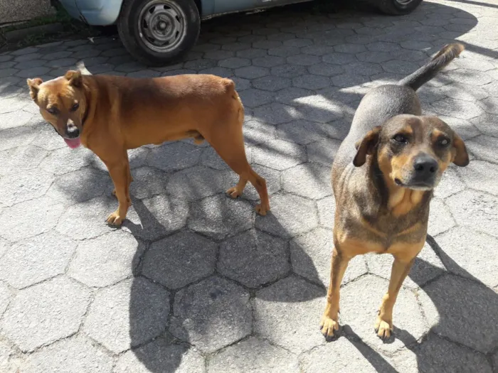 Cachorro raça SRD-ViraLata idade 2 anos nome Princesa e Chocolate
