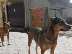 Cachorro raça SRD-ViraLata idade 2 anos nome Princesa e Chocolate