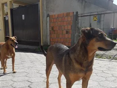 Cachorro raça SRD-ViraLata idade 2 anos nome Princesa e Chocolate