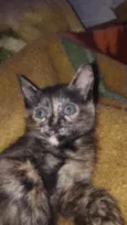 kira