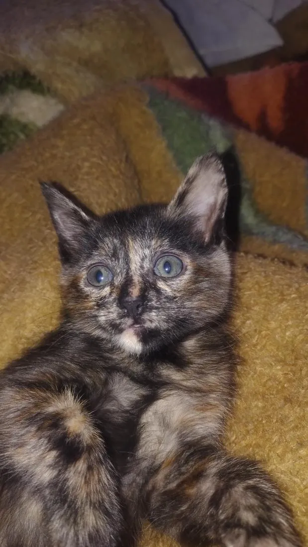 Gato raça SRD-ViraLata idade 2 a 6 meses nome kira