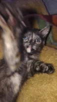 kira