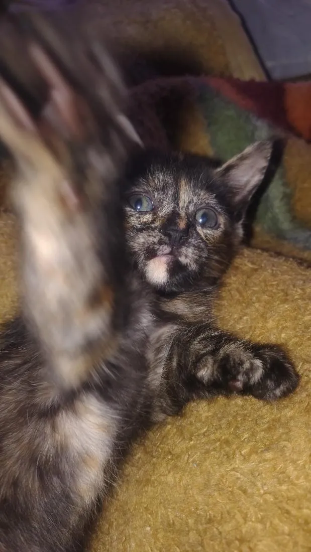 Gato raça SRD-ViraLata idade 2 a 6 meses nome kira
