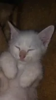 kira