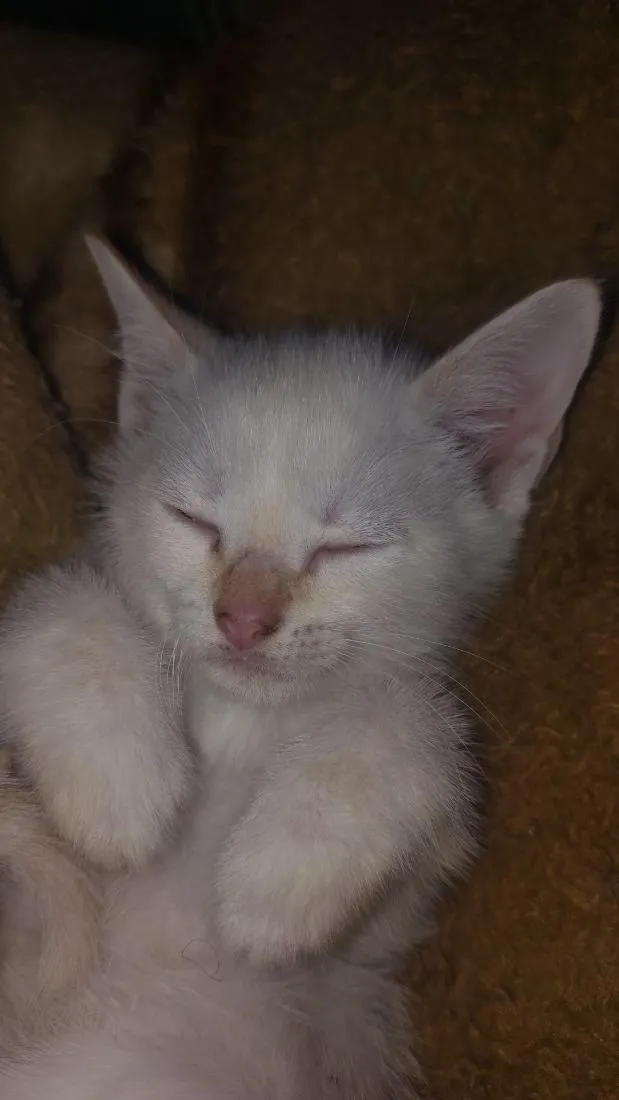 Gato raça SRD-ViraLata idade 2 a 6 meses nome kira