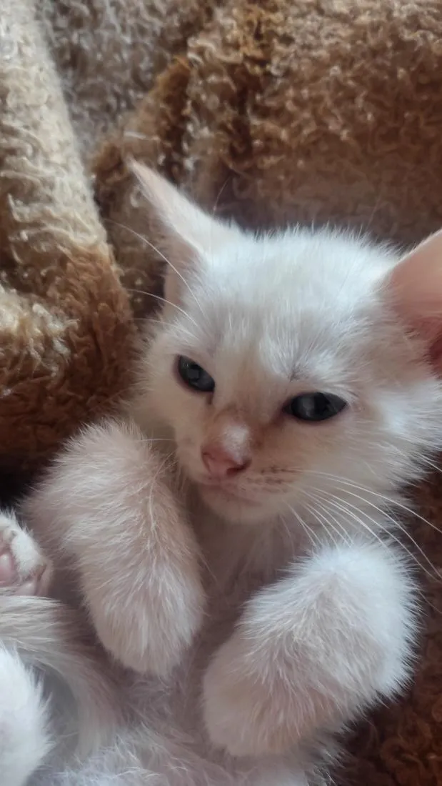 Gato raça SRD-ViraLata idade 2 a 6 meses nome kira