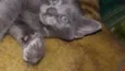 kira