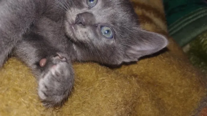 Gato raça SRD-ViraLata idade 2 a 6 meses nome kira