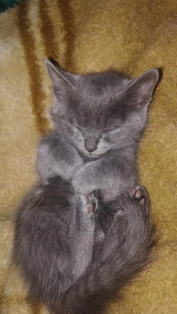 Gato raça SRD-ViraLata idade 2 a 6 meses nome kira