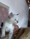 kira