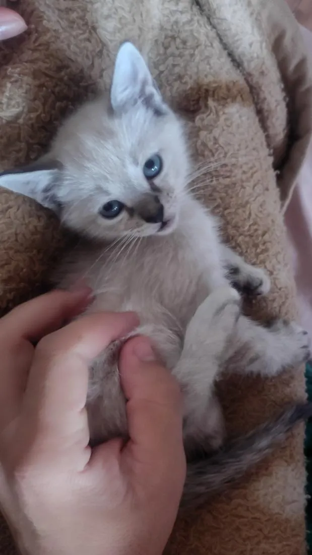 Gato raça SRD-ViraLata idade 2 a 6 meses nome kira