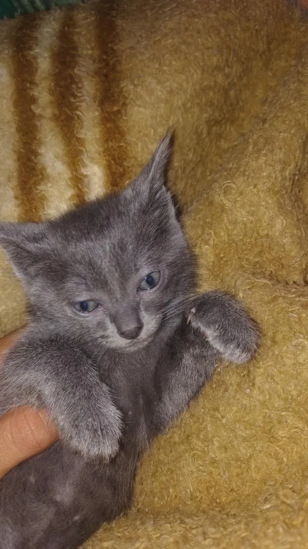 Gato raça SRD-ViraLata idade 2 a 6 meses nome kira