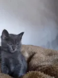 kira