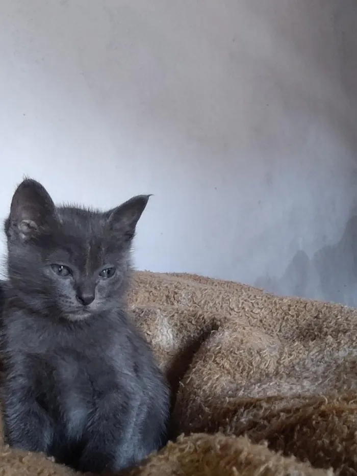 Gato raça SRD-ViraLata idade 2 a 6 meses nome kira