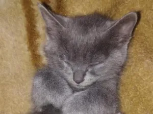 Gato raça SRD-ViraLata idade 2 a 6 meses nome kira
