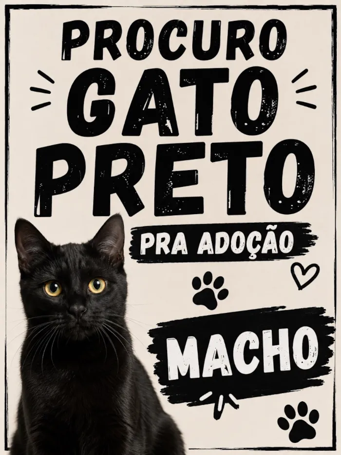Gato raça SRD-ViraLata idade 2 a 6 meses nome Zeus