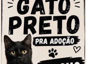 Gato raça SRD-ViraLata idade 2 a 6 meses nome Zeus