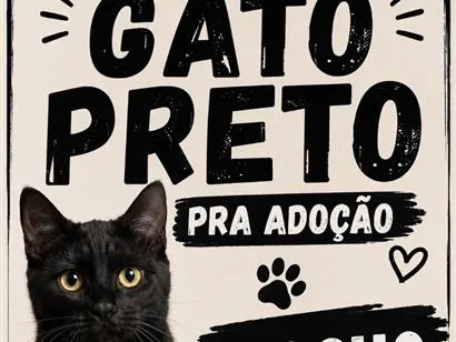 Gato raça SRD-ViraLata idade 2 a 6 meses nome Zeus