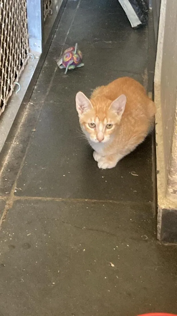 Gato raça SRD-ViraLata idade 2 a 6 meses nome Claire